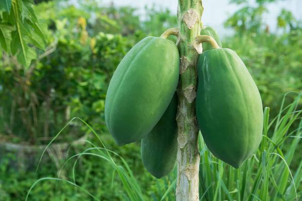 Green Papaya