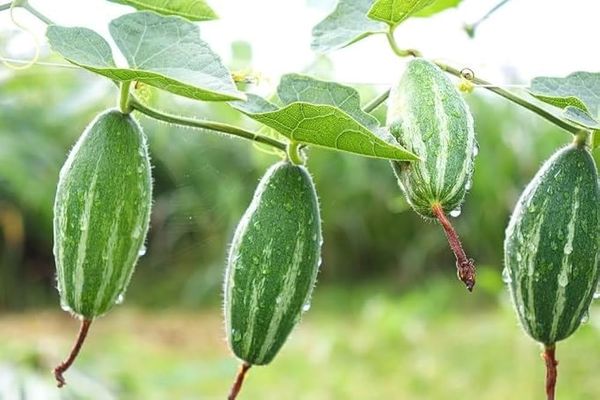 Pointed Gourd