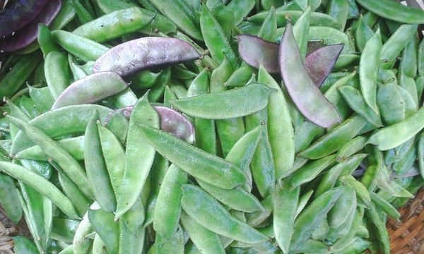 Country Beans
