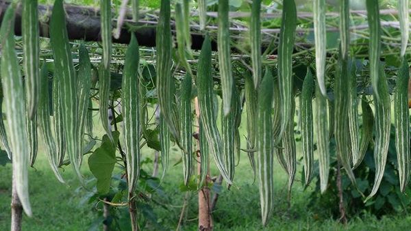 Snake Gourd
