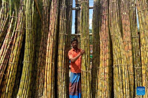 Sugarcane