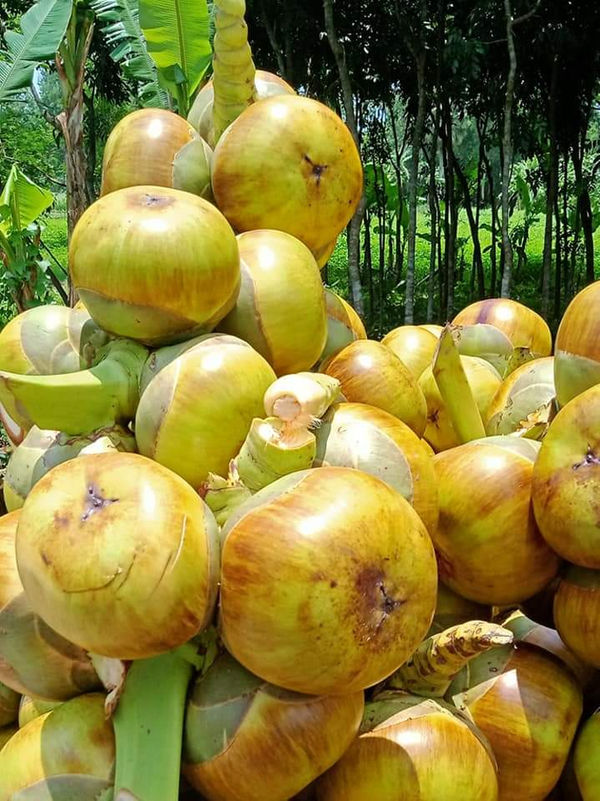 Palmyra Palm