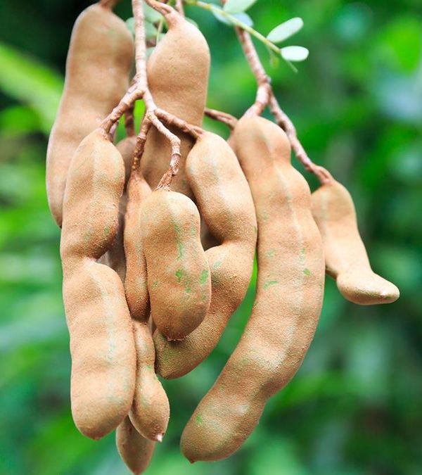 Tamarind