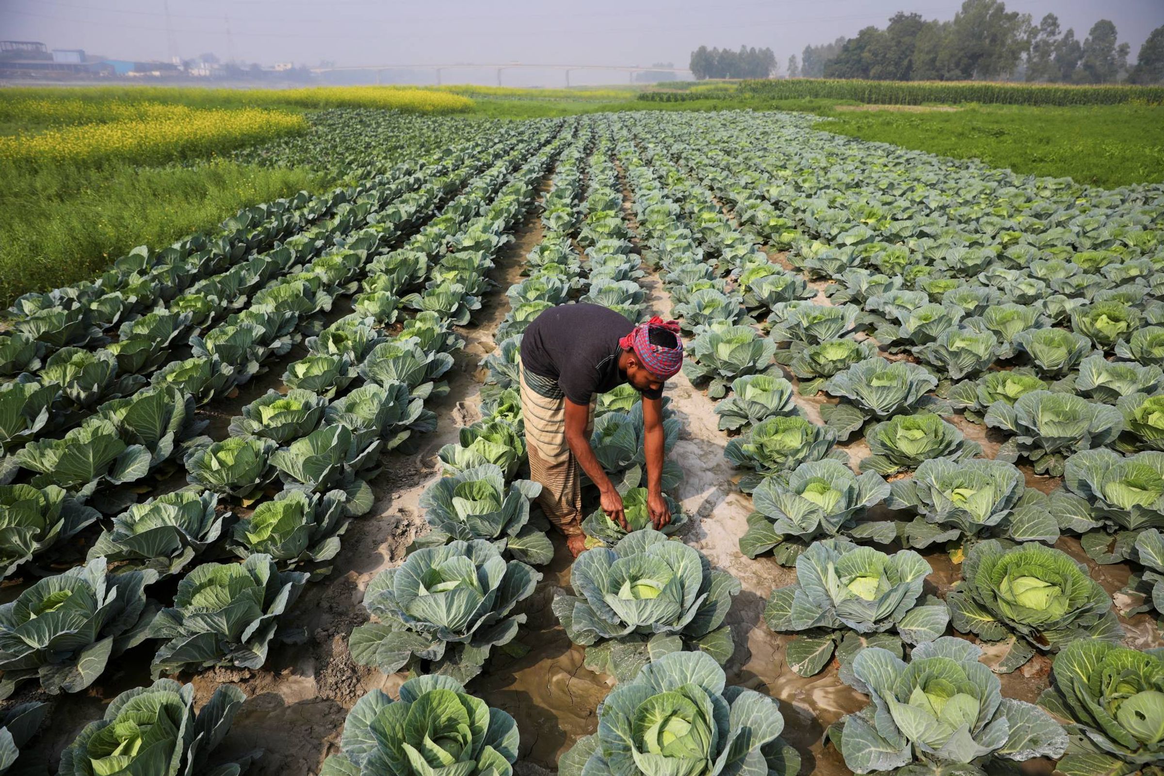 Man with Children in a Field of Cabbage