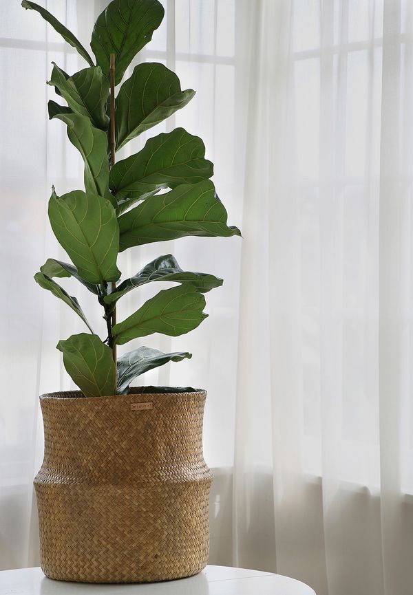 Ikonisk kruka 2025 från Mimou.