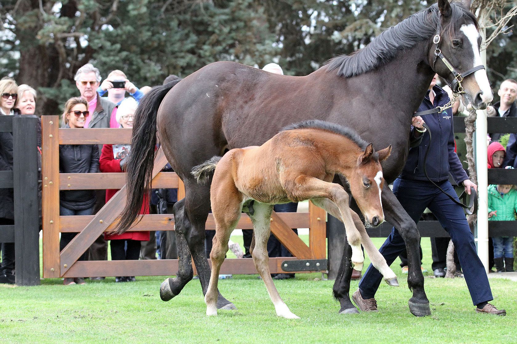 Prizemoney Wars Rivalry Steps Up This Spring Roll The