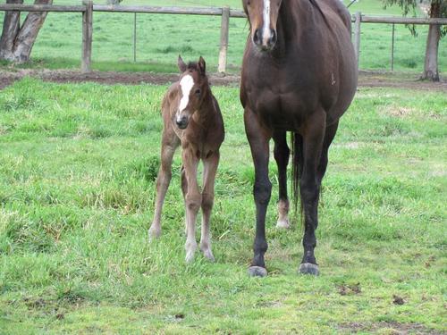 1st BON HOFFA FOAL BORN 2012