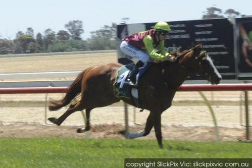 Gold Hoffa Wins Echuca 3yo Maiden