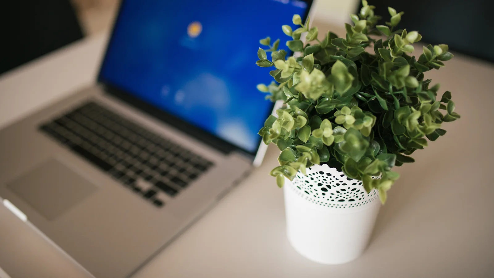 Laptop and a plant on a bright office desk