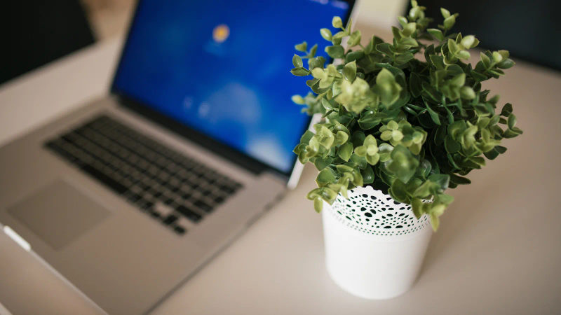 Laptop and a plant on a bright office desk