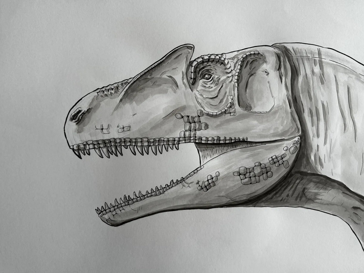 Ink rendering of an allosaurus mid-pivot, lean body and jaw held in tension.