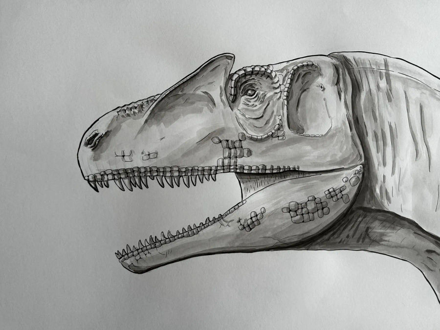 Ink rendering of an allosaurus mid-pivot, lean body and jaw held in tension.