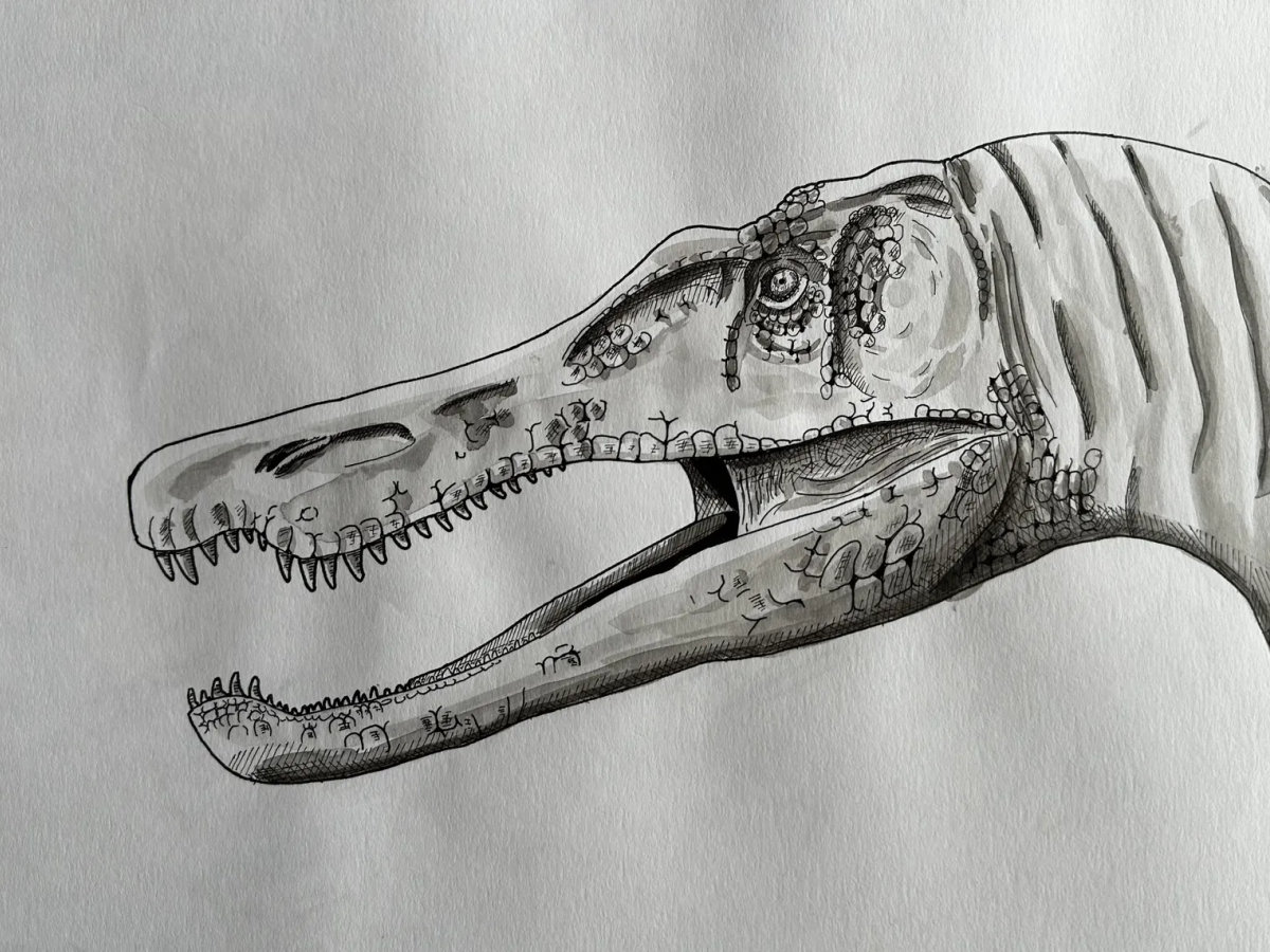 Ink rendering of a baryonyx in a low, tensile stance with elongated snout and claws.