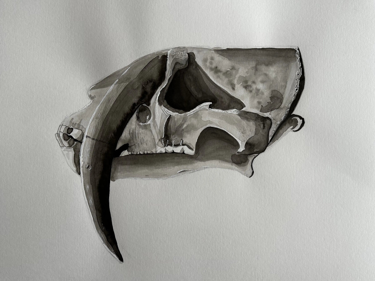 Ink drawing of a smilodon skull, rendered with layered washes and subtle tonal gradation.