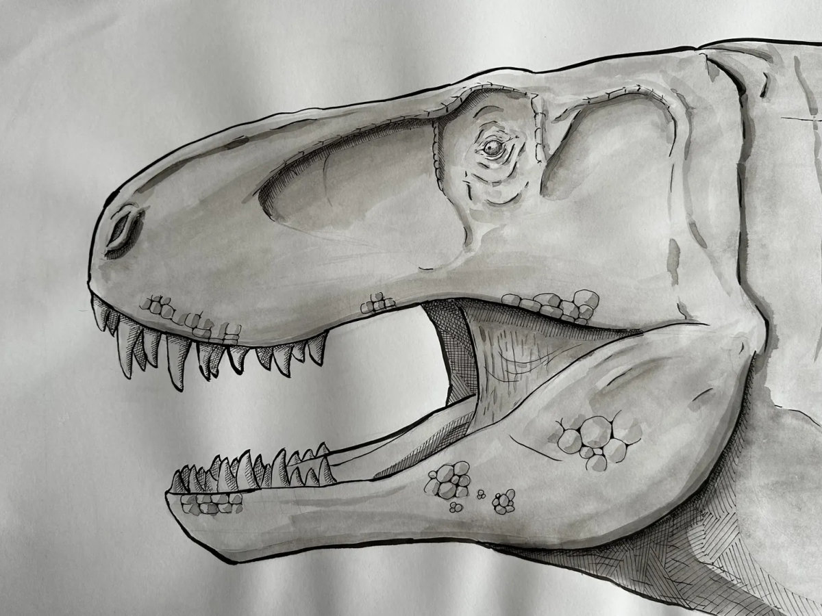 Ink rendering of a T-Rex in a contained stance, massive head and tail wrapping the form.