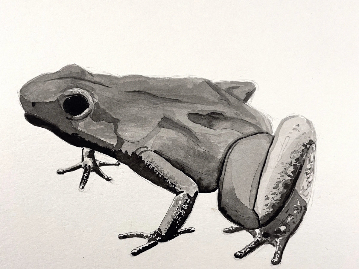 Ink rendering of a frog in a grounded posture with compact anatomy.