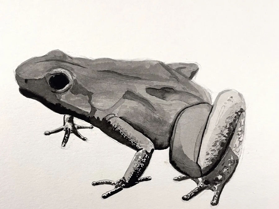 Ink rendering of a frog in a grounded posture with compact anatomy.