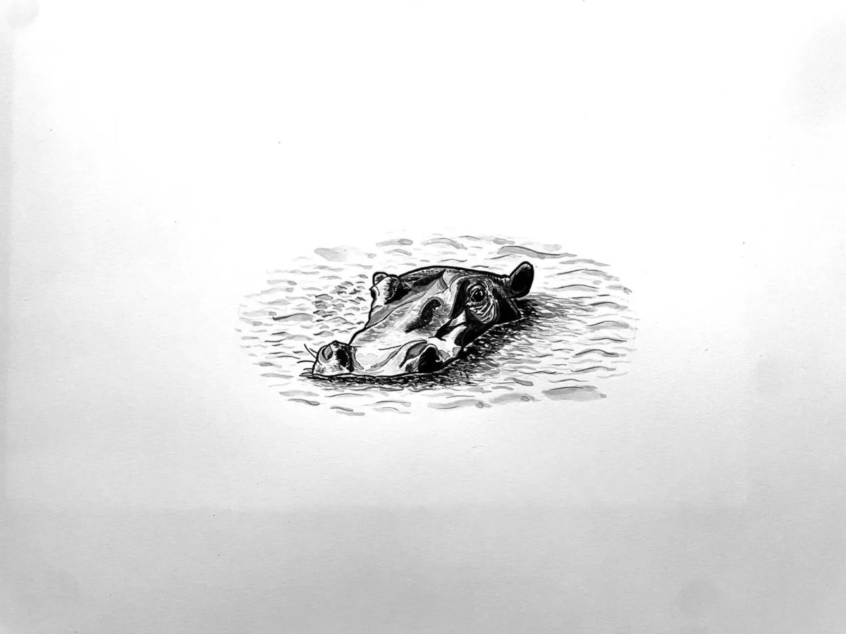 Ink study of a hippo emerging quietly at the water surface.