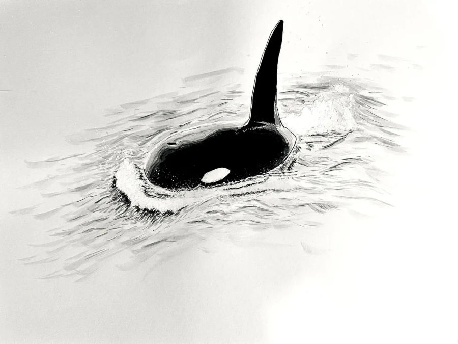 Ink study of an orca breaking the water surface with restrained, graphic contrast.
