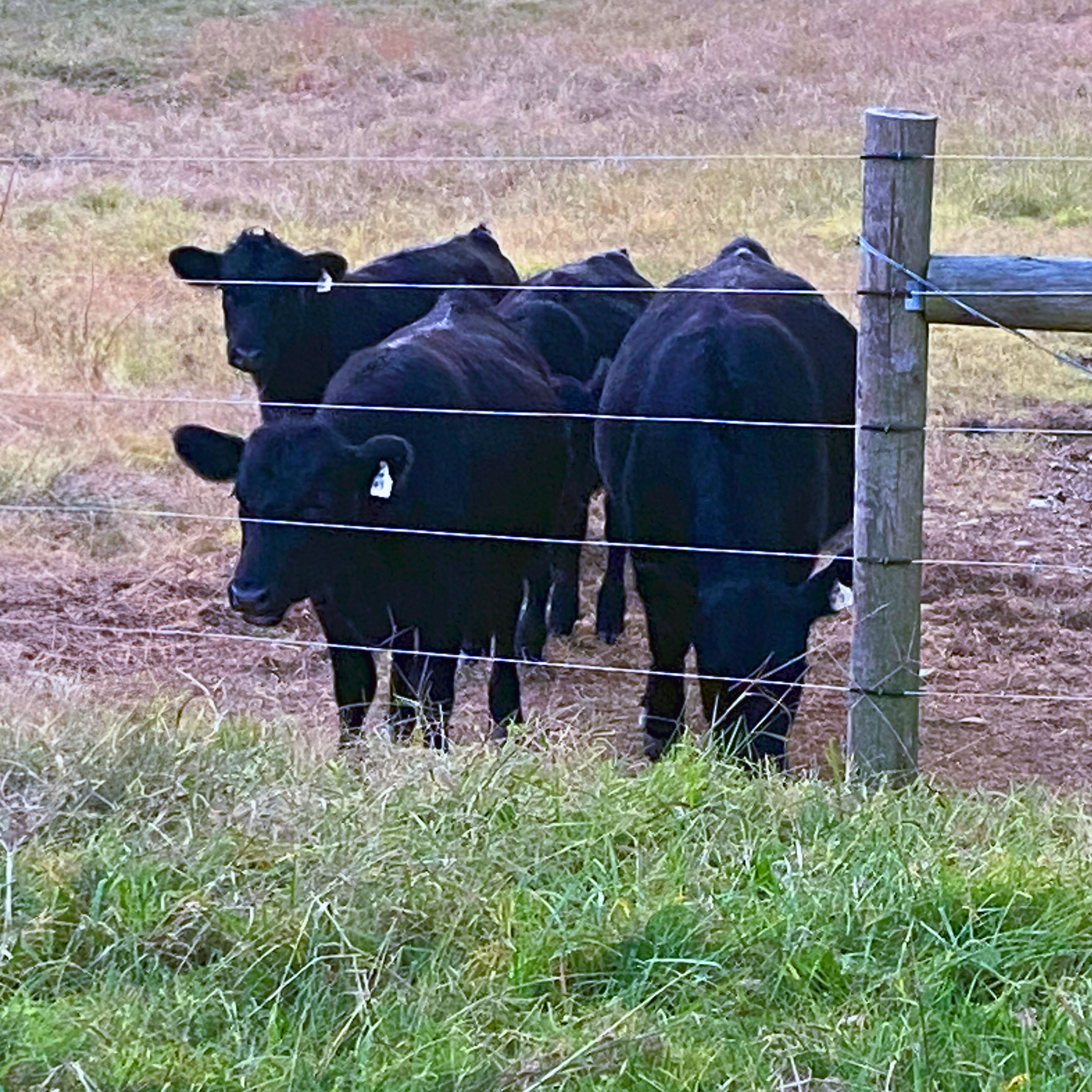 Cattle by fence