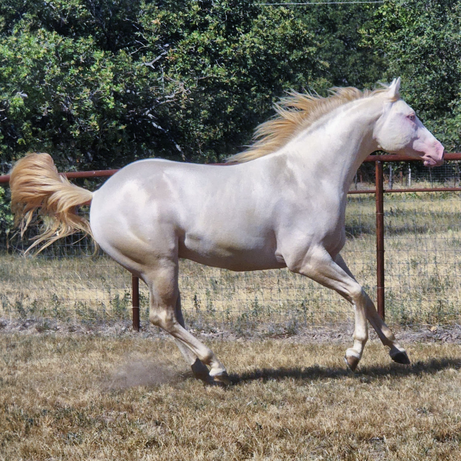 Beautiful horses