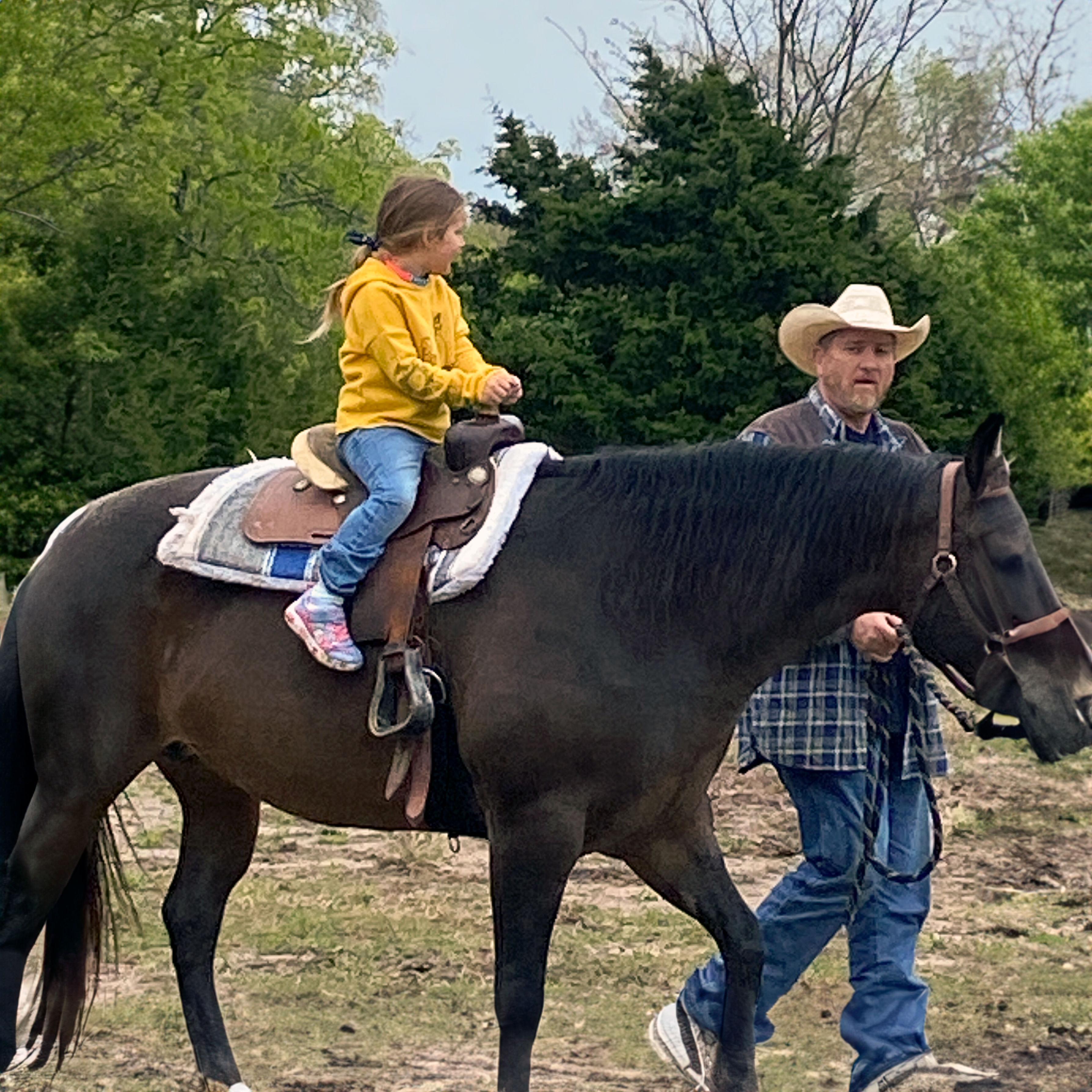 Beautiful horses