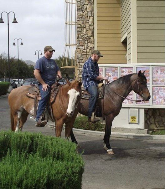 Beautiful horses