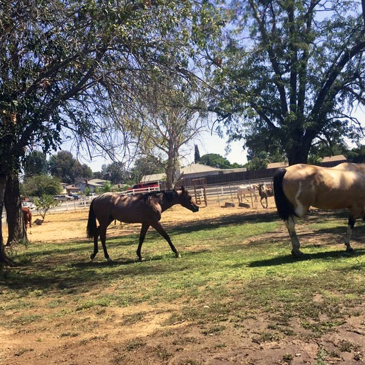 Beautiful horses