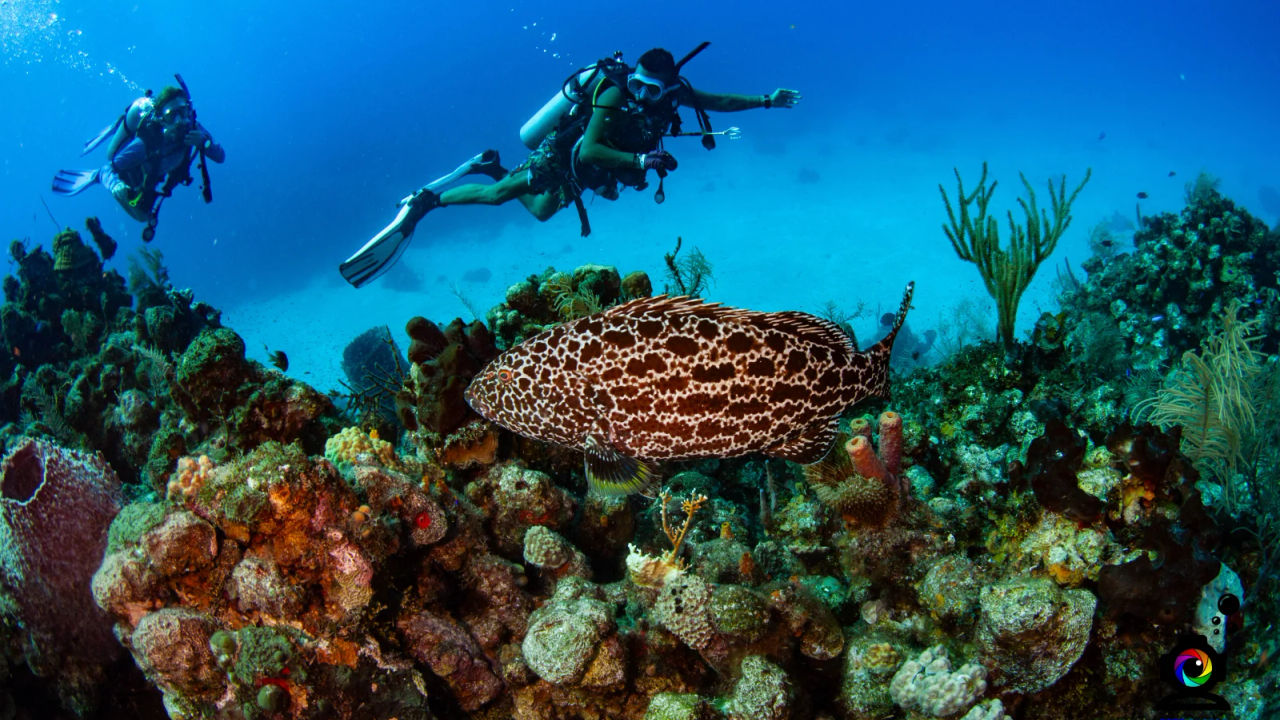 PADI IDC in the best of Caribbean