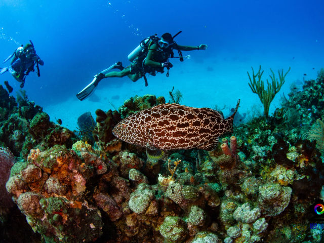 PADI IDC in the best of Caribbean