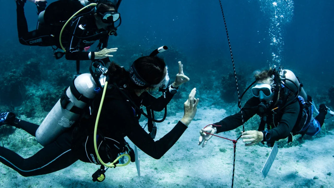 PADI IDC in the best of Caribbean