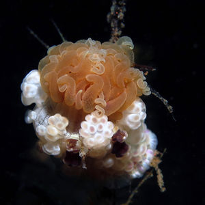 Alicia mirabilis