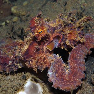 Abdopus aculeatus