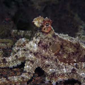 Abdopus aculeatus