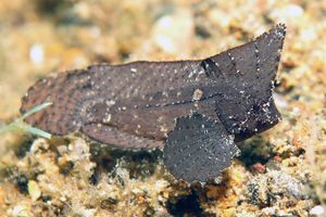 Ablabys taenianotus