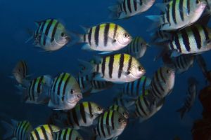 Abudefduf vaigiensis