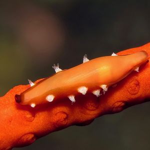 Aclyvolva coarctata