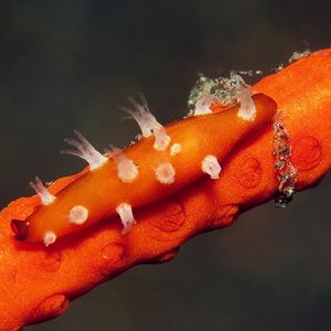 Aclyvolva coarctata