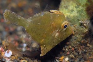 Acreichthys tomentosus