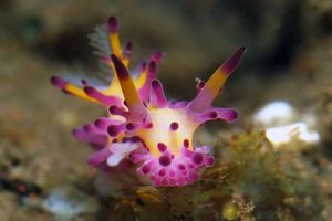 Aegires villosus