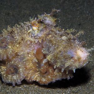 Abdopus aculeatus