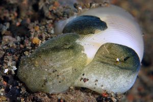 Aliculastrum cylindricum