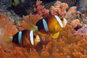 Amphiprion clarkii