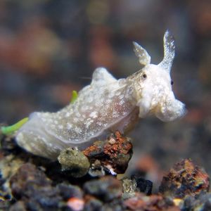 Aplysia nigrocincta