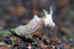 Aplysia nigrocincta