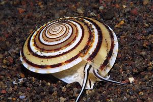 Architectonica perspectiva