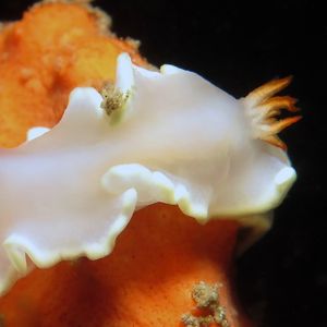 Ardeadoris angustolutea