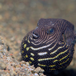 Arothron stellatus