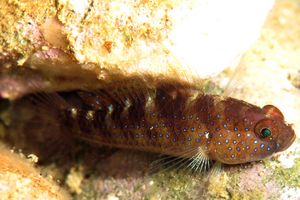 Asterropteryx semipunctata