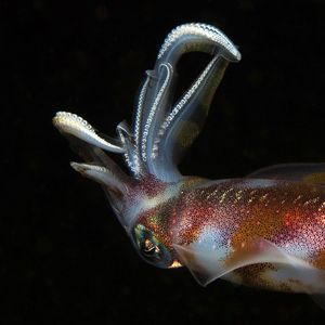 Sepioteuthis lessoniana